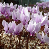 BELLFARM 10PCS Cyclamen Perennial Hardy Flowers Seeds Red Purple Pink White Green Colorful Home Garden Flowers Heirloom