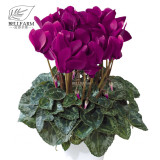 BELLFARM 10PCS Cyclamen Perennial Hardy Flowers Seeds Red Purple Pink White Green Colorful Home Garden Flowers Heirloom