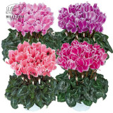 BELLFARM 10PCS Cyclamen Perennial Hardy Flowers Seeds Red Purple Pink White Green Colorful Home Garden Flowers Heirloom