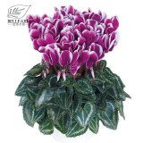 BELLFARM 10PCS Cyclamen Perennial Hardy Flowers Seeds Red Purple Pink White Green Colorful Home Garden Flowers Heirloom
