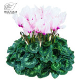 BELLFARM 10PCS Cyclamen Perennial Hardy Flowers Seeds Red Purple Pink White Green Colorful Home Garden Flowers Heirloom