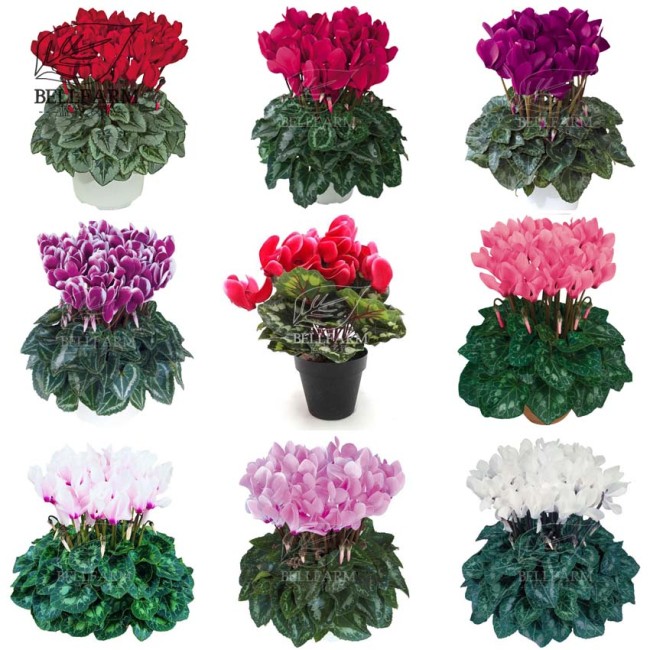 BELLFARM 10PCS Cyclamen Perennial Hardy Flowers Seeds Red Purple Pink White Green Colorful Home Garden Flowers Heirloom