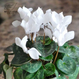 BELLFARM 10PCS Cyclamen Perennial Hardy Flowers Seeds Red Purple Pink White Green Colorful Home Garden Flowers Heirloom