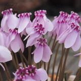 BELLFARM 10PCS Cyclamen Perennial Hardy Flowers Seeds Red Purple Pink White Green Colorful Home Garden Flowers Heirloom