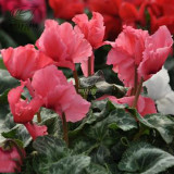 BELLFARM 10PCS Cyclamen Perennial Hardy Flowers Seeds Red Purple Pink White Green Colorful Home Garden Flowers Heirloom
