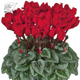 BELLFARM 10PCS Cyclamen Perennial Hardy Flowers Seeds Red Purple Pink White Green Colorful Home Garden Flowers Heirloom