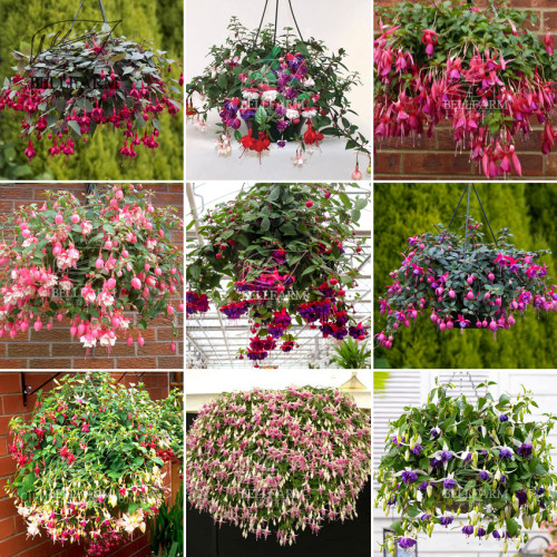 BELLFARM 100PCS Hanging Bonsai Fuchsia Perennial Flowers Seeds Heirloom Red Pink White Blue Colorful Garden Home Flowers