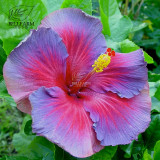 BELLFARM 20PCS Hibiscus Rosa-sinensis Perennial Flower Seeds Bonsai Big Blooms Red Green Blue Purple Colorful Garden Home Flower