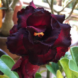 BELLFARM Adenium Black Yellow Red White Bi-color Desert Rose Perennial Bonsai Flowers Seeds 60pcs Heirloom Garden Flowers