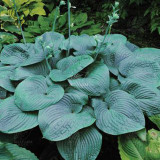 BELLFARM 110PCS/Pack Hosta Plants Seeds 21 Colors Available Ornamental Big Bonsai Plantain Lily Garden Herbs Flowers