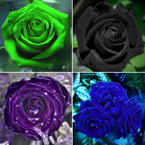 BELLFARM Mixed Rose 4 Types of Blue Black Purple Blue Rose Flowers 50 Seeds