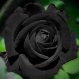 BELLFARM Mixed Rose 4 Types of Blue Black Purple Blue Rose Flowers 50 Seeds