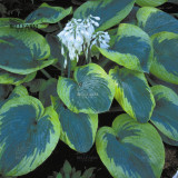 BELLFARM 110PCS/Pack Hosta Plants Seeds 21 Colors Available Ornamental Big Bonsai Plantain Lily Garden Herbs Flowers