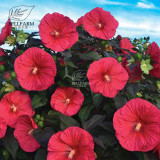 BELLFARM 20PCS Hibiscus Rosa-sinensis Perennial Flower Seeds Bonsai Big Blooms Red Green Blue Purple Colorful Garden Home Flower