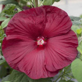 BELLFARM 20PCS Hibiscus Rosa-sinensis Perennial Flower Seeds Bonsai Big Blooms Red Green Blue Purple Colorful Garden Home Flower