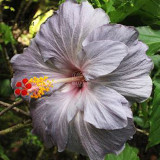 BELLFARM 20PCS Hibiscus Rosa-sinensis Perennial Flower Seeds Bonsai Big Blooms Red Green Blue Purple Colorful Garden Home Flower