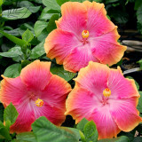 BELLFARM 20PCS Hibiscus Rosa-sinensis Perennial Flower Seeds Bonsai Big Blooms Red Green Blue Purple Colorful Garden Home Flower