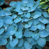 BELLFARM 110PCS/Pack Hosta Plants Seeds 21 Colors Available Ornamental Big Bonsai Plantain Lily Garden Herbs Flowers