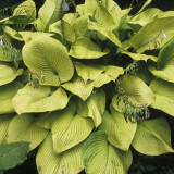 BELLFARM 110PCS/Pack Hosta Plants Seeds 21 Colors Available Ornamental Big Bonsai Plantain Lily Garden Herbs Flowers