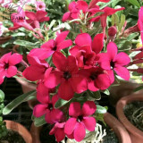 BELLFARM Adenium Black Yellow Red White Bi-color Desert Rose Perennial Bonsai Flowers Seeds 60pcs Heirloom Garden Flowers