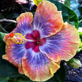 BELLFARM 20PCS Hibiscus Rosa-sinensis Perennial Flower Seeds Bonsai Big Blooms Red Green Blue Purple Colorful Garden Home Flower