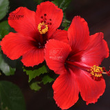 BELLFARM 20PCS Hibiscus Rosa-sinensis Perennial Flower Seeds Bonsai Big Blooms Red Green Blue Purple Colorful Garden Home Flower