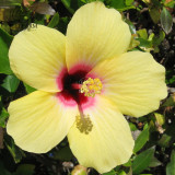 BELLFARM 20PCS Hibiscus Rosa-sinensis Perennial Flower Seeds Bonsai Big Blooms Red Green Blue Purple Colorful Garden Home Flower