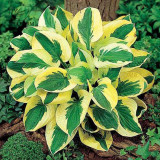 BELLFARM 110PCS/Pack Hosta Plants Seeds 21 Colors Available Ornamental Big Bonsai Plantain Lily Garden Herbs Flowers