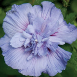 BELLFARM 20PCS Hibiscus Rosa-sinensis Perennial Flower Seeds Bonsai Big Blooms Red Green Blue Purple Colorful Garden Home Flower