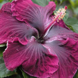 BELLFARM 20PCS Hibiscus Rosa-sinensis Perennial Flower Seeds Bonsai Big Blooms Red Green Blue Purple Colorful Garden Home Flower