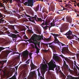 BELLFARM 110PCS/Pack Hosta Plants Seeds 21 Colors Available Ornamental Big Bonsai Plantain Lily Garden Herbs Flowers
