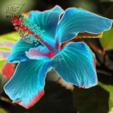 BELLFARM 20PCS Hibiscus Rosa-sinensis Perennial Flower Seeds Bonsai Big Blooms Red Green Blue Purple Colorful Garden Home Flower