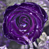 BELLFARM Mixed Rose 4 Types of Blue Black Purple Blue Rose Flowers 50 Seeds