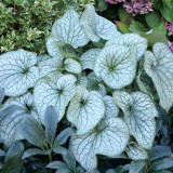BELLFARM 110PCS/Pack Hosta Plants Seeds 21 Colors Available Ornamental Big Bonsai Plantain Lily Garden Herbs Flowers