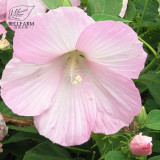 BELLFARM 20PCS Hibiscus Rosa-sinensis Perennial Flower Seeds Bonsai Big Blooms Red Green Blue Purple Colorful Garden Home Flower