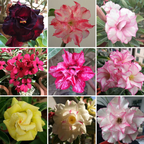 BELLFARM Adenium Black Yellow Red White Bi-color Desert Rose Perennial Bonsai Flowers Seeds 60pcs Heirloom Garden Flowers