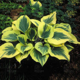 BELLFARM 110PCS/Pack Hosta Plants Seeds 21 Colors Available Ornamental Big Bonsai Plantain Lily Garden Herbs Flowers