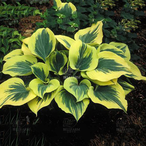 BELLFARM 110PCS/Pack Hosta Plants Seeds 21 Colors Available Ornamental Big Bonsai Plantain Lily Garden Herbs Flowers