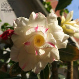 BELLFARM Adenium Black Yellow Red White Bi-color Desert Rose Perennial Bonsai Flowers Seeds 60pcs Heirloom Garden Flowers