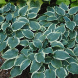 BELLFARM 110PCS/Pack Hosta Plants Seeds 21 Colors Available Ornamental Big Bonsai Plantain Lily Garden Herbs Flowers