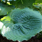 BELLFARM 110PCS/Pack Hosta Plants Seeds 21 Colors Available Ornamental Big Bonsai Plantain Lily Garden Herbs Flowers