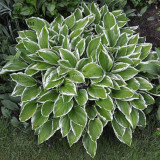 BELLFARM 110PCS/Pack Hosta Plants Seeds 21 Colors Available Ornamental Big Bonsai Plantain Lily Garden Herbs Flowers