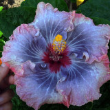 BELLFARM 20PCS Hibiscus Rosa-sinensis Perennial Flower Seeds Bonsai Big Blooms Red Green Blue Purple Colorful Garden Home Flower