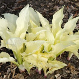 BELLFARM 110PCS/Pack Hosta Plants Seeds 21 Colors Available Ornamental Big Bonsai Plantain Lily Garden Herbs Flowers