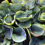 BELLFARM 110PCS/Pack Hosta Plants Seeds 21 Colors Available Ornamental Big Bonsai Plantain Lily Garden Herbs Flowers