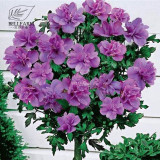 BELLFARM 20PCS Hibiscus Rosa-sinensis Perennial Flower Seeds Bonsai Big Blooms Red Green Blue Purple Colorful Garden Home Flower