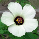 BELLFARM 20PCS Hibiscus Rosa-sinensis Perennial Flower Seeds Bonsai Big Blooms Red Green Blue Purple Colorful Garden Home Flower