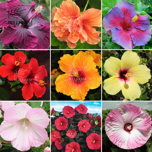BELLFARM 20PCS Hibiscus Rosa-sinensis Perennial Flower Seeds Bonsai Big Blooms Red Green Blue Purple Colorful Garden Home Flower