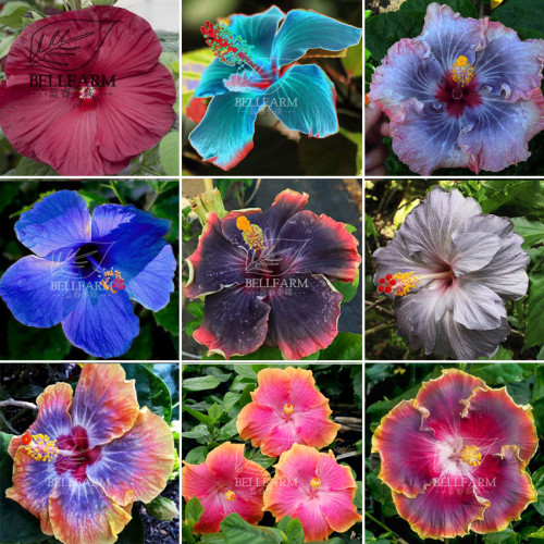 BELLFARM 20PCS Hibiscus Rosa-sinensis Perennial Flower Seeds Bonsai Big Blooms Red Green Blue Purple Colorful Garden Home Flower