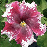BELLFARM 20PCS Hibiscus Rosa-sinensis Perennial Flower Seeds Bonsai Big Blooms Red Green Blue Purple Colorful Garden Home Flower